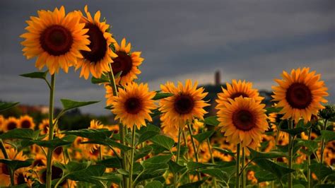 65 Sunflower Android Iphone Desktop Hd Backgrounds Wallpapers