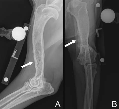 What Is Your Diagnosis In Journal Of The American Veterinary Medical