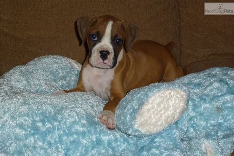 Contains details of boxer puppies for sale from registered ankc breeders. Boxer puppy for adoption near Seattle-tacoma, Washington | 7eab9392-9252
