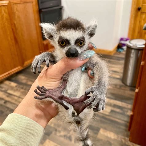 Ring Tailed Lemurs For Sale Ring Tailed Lemurs Available To Buy Online