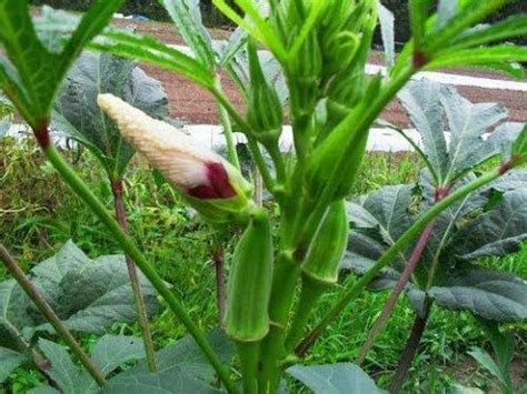 Okra, a pod vegetable plant also known as lady's fingers. 431- How to grow Lady finger/Okra/Bhindi/ भिंडी कैसे लगाएँ ...