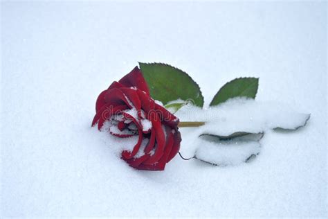 Red Rose On Snow Stock Image Image Of Snowflakes Love 110018515
