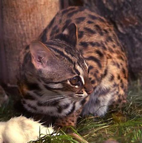 Leopard Cat Prionailurus Bengalensis
