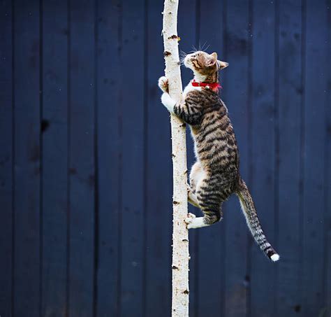 Kitten Climbing Tree Stock Photos Pictures And Royalty Free Images Istock