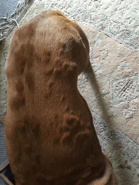My 7 Year Old Boxer Has Developed Overnight Multiple Lumps Of Varying