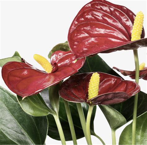 Anthurium Red Red Square Flowers