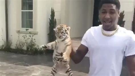 Nba Youngboy Shows Off His New Pet Tiger Vladtv