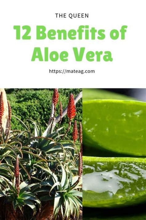 Aloe Vera Is A Plant With Many Qualities Do You Want To Know What Are