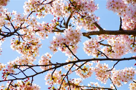 Spring Free Stock Photo Public Domain Pictures