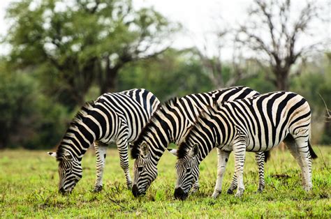 Wild Facts Sabi Sabi Private Game Reserve Zebra
