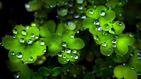 Shamrocks Wallpapers Wallpaper Cave