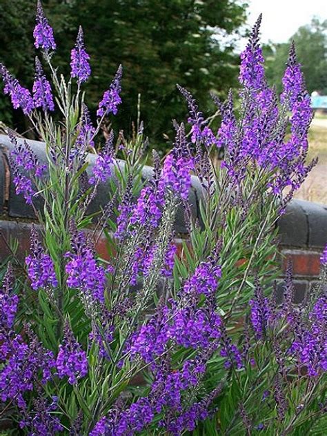 Purple Toadflax Plants Linaria Purpurea Buy Online Landlife