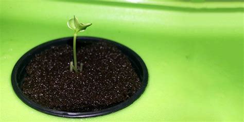 A Simple Guide To Starting Seeds For Hydroponics Epic Gardening