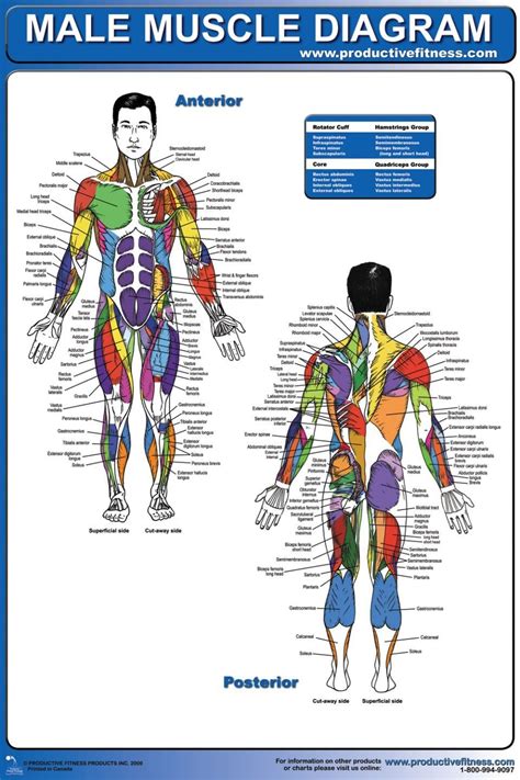 Muscle Diagram Free Large Images