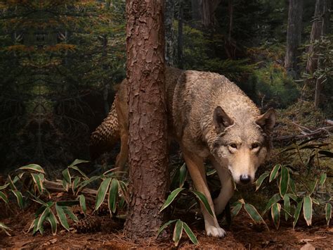 Researchers Trace The Evolutionary Origins Of The Japanese Wolf The