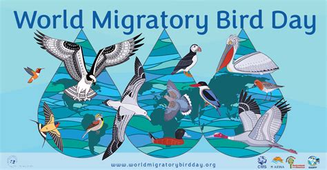 World Migratory Bird Day 2023 Cms