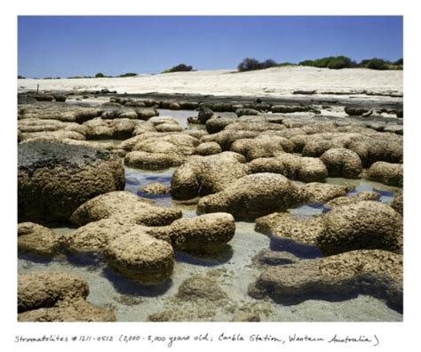 The Oldest Living Things In The World By Rachel Sussman On Inspirationde