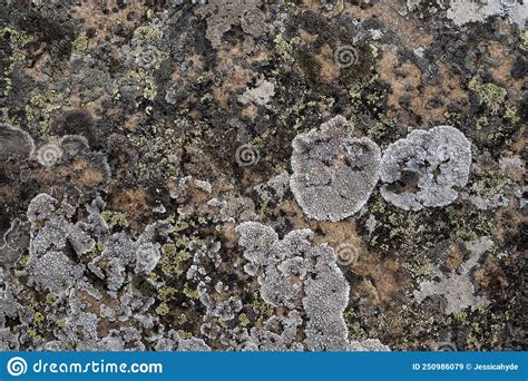 Lichens Growing On Limestone Stock Image Image Of Environment