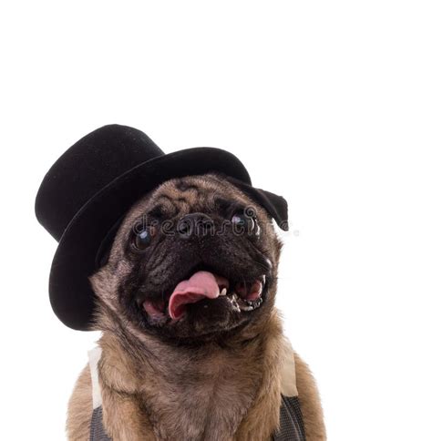 Funny Dog Wearing A Top Hat Stock Photo Image Of Furry