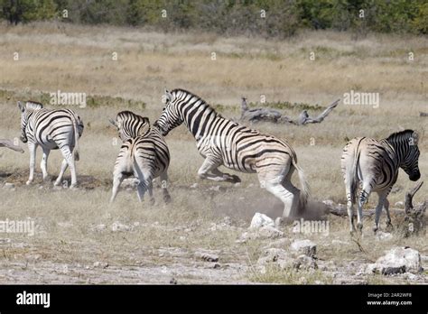 Zebras Fighting In Amongst The Herd Stock Photo Alamy