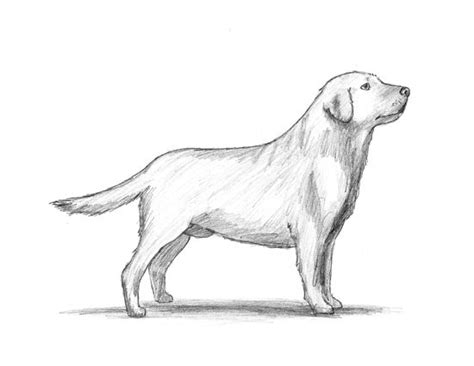 How To Draw Animals A Labrador Dog Cartoon Drawings Animal Drawings