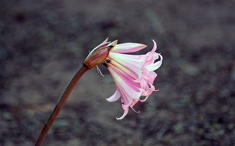 Hd Wallpaper Lily Flower Backgrounds Bud Pink Stem Download