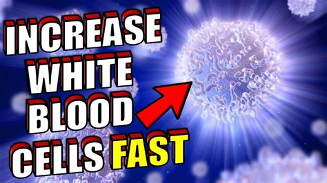 How To Increase Your White Blood Cell Fast Youtube