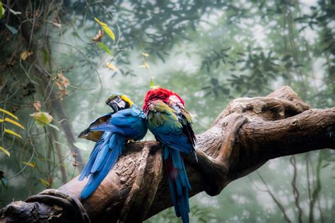 1242690 Hd Parrots On A Branch Rare Gallery Hd Wallpapers