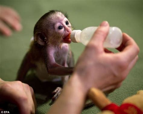 Will You Be Primate Rare Monkey Is Raised By Zookeepers After