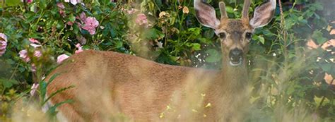 Deer Proofing A Lawn Save Your Flowers Bushes And Trees