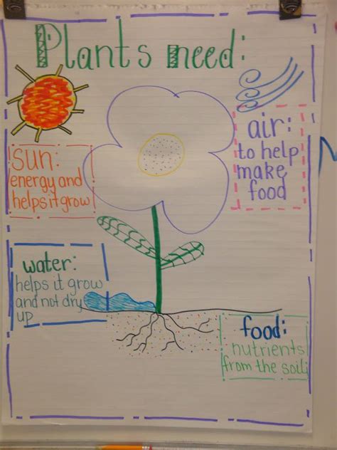 Learning Adventures Plant Needs Plant Science First Grade Science