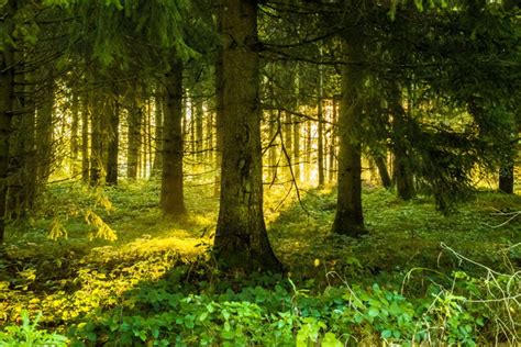 Green Forest Landscape Stock Photo Free Download