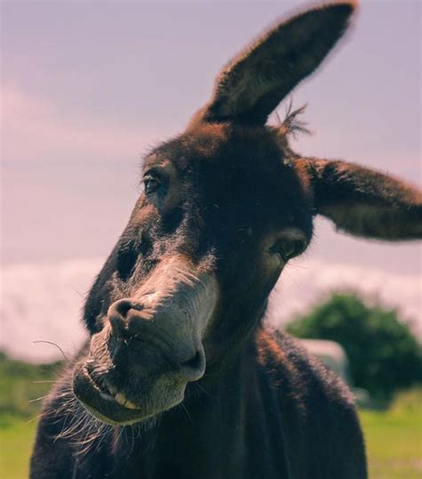 Do Donkeys Laugh Plus Why Do They Do It