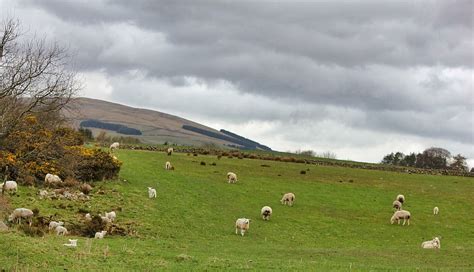 Sheep Grass Nature Farm Agriculture Scottish Scotland Hillside Overcast Cloudy Pxfuel