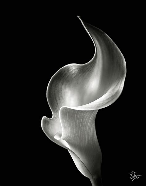 It could symbolize pure love and childhood as well. Flame Calla Lily in Black and White Photograph by Endre Balogh