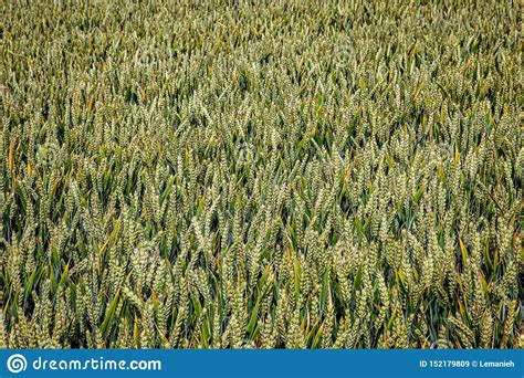 A Field Of Cereal Crops Stock Image Image Of Blurry 152179809