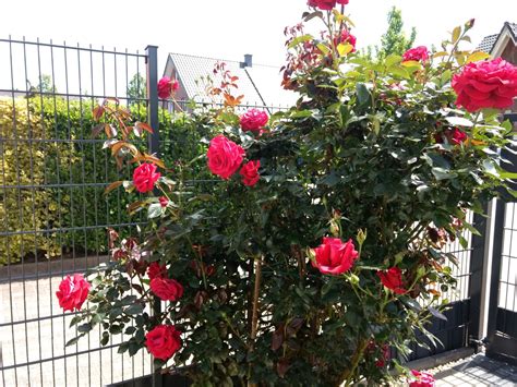 Strauchrose Red Eden Rose Schönste Rosen And Expertenwissen
