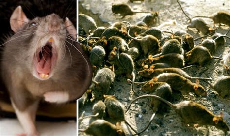 Britain Under Threat By Super Rat Invasion As Mutant Species Spread