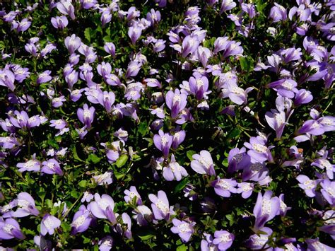 Purple Mazus Is An Awesome Ground Cover 1000 Ground Cover Plants