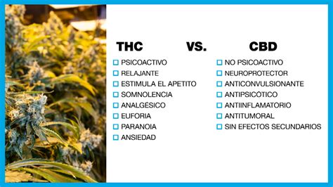¿qué Es La Marihuana Medicinal Los Usos De Los Compuestos Derivados De La Planta Del Cannabis