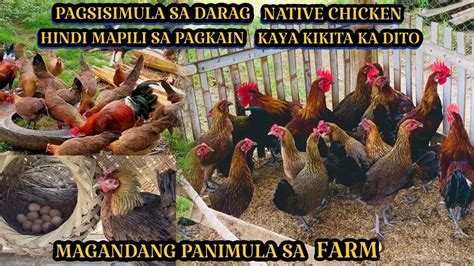 Darag Native Chicken Magandang Panimula Sa Farm Kahit Wala Ka