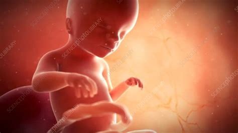 Human Foetus Stock Video Clip K0061448 Science Photo Library