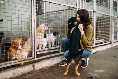 What Are The Benefits Of Adopting A Dog From A Shelter