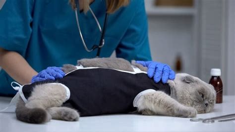 How Long Does A Cat Take To Recover From Spaying Vet Answer