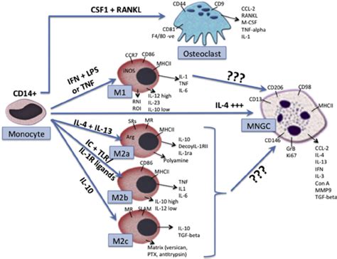 Monocyte Differentiation Including Expression Markers Into Osteoclasts