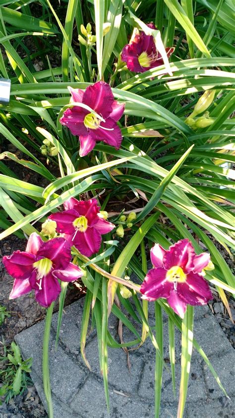The hazelnut is the fruit of the hazel and therefore includes any of the nuts deriving from species of the genus corylus, especially the nuts of the species corylus avellana. Daylilies forum→July 2020 blooms - Garden.org