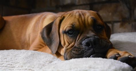 Temperament Of A Boxer Dog