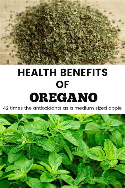 Health Benefits Of Oregano Gardening Channel