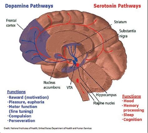 Diagram Depicting The Dopamine Blue And Serotonin Pathways Red In