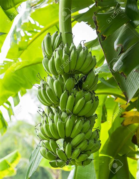 Bunch Of Unripe Bananas Hanging From A Branch Of A Tree On A Stock